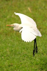 Eastern Great Egret on Landing