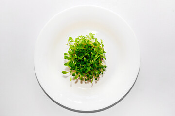 Sprouted greens of lettuce leaves microgreen in a round white mask.