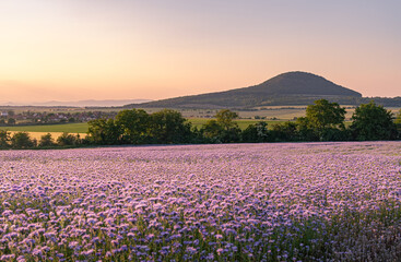 Sunset at mythical mountain Říp in Czech Republic. Purple tansy flowers blooming on a field