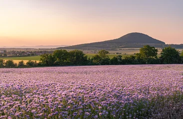  Sunset at mythical mountain Říp in Czech Republic. Purple tansy flowers blooming on a field © hopsalka