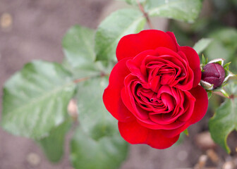 red big rose bud top view