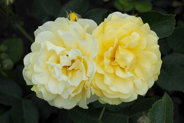 close up two buds of yellow roses grow among green leaves top view