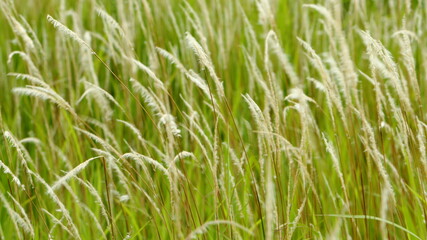 Imperata cylindrica fiowers