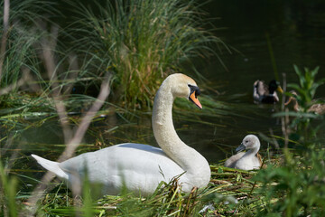 swan on nest with sygnet