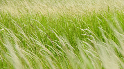 Imperata cylindrica fiowers