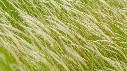 Imperata cylindrica fiowers