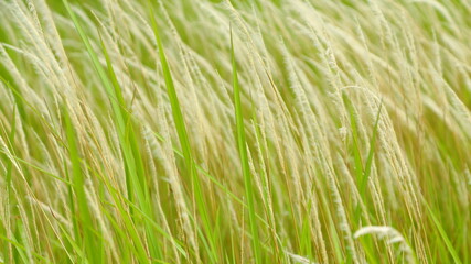 Imperata cylindrica fiowers