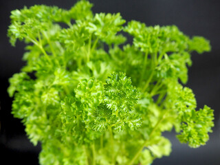 close up green leaves of parsley on a black background side view