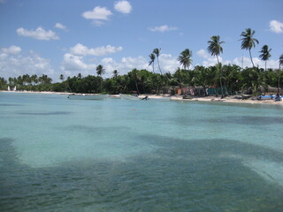 beach with palm trees