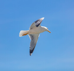 Fototapeta na wymiar Sea gull flying with open wings, clear blue sky background