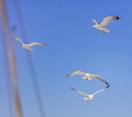 Sea gulls flying with open wings, clear blue sky background