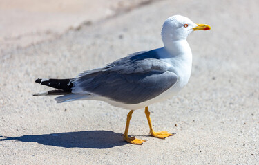 Seagull european herring gull walking on the ground, closeup view