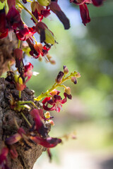 Starfruit flower