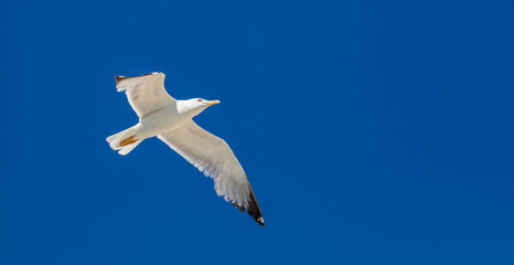 Sea gull flying with open wings, clear blue sky background