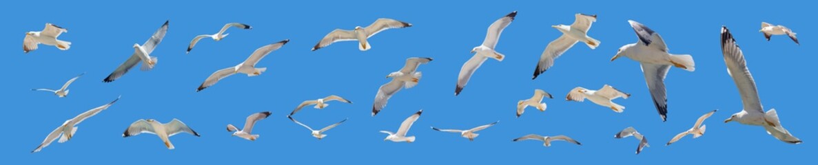 Sea gulls flying with open wings, clear blue sky background