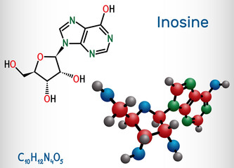 Inosine molecule. It is purine nucleoside, commonly occurs in tRNA. Consists of hypoxanthine connected to ribofuranose glycosidic bond. Structural chemical formula, molecule model.