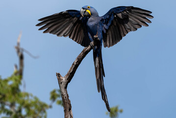 Arara Azul Grande - Anodorhynchus hyacinthinus © Marcos Dias