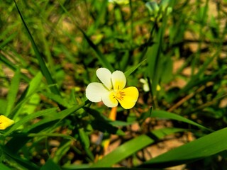 Viola arvensis is a species of violet known by the common name field pansy