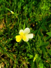 Viola arvensis is a species of violet known by the common name field pansy