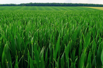 Fresh green wheat sown in the field. Agricultural land