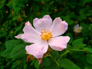 Rosa canina, commonly known as the dog rose. Light pink flowers on dark leaves