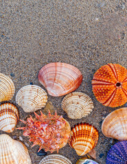 collection of coloful sea urchins and various shells on wet sand beach background, space for your text