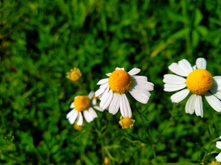 Obraz premium Matricaria chamomilla (synonym: Matricaria recutita), commonly known as chamomile (also spelled camomile), German chamomile, Hungarian chamomile (kamilla), wild chamomile