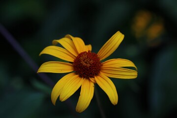 Yellow Flower