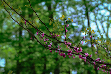 Branch with Flowers