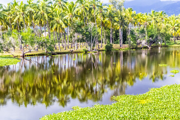 Cocoteraie de L’étang Saint-Paul, île de la Réunion 
