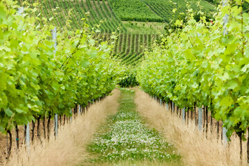 Fototapeta na wymiar wine-growing area in the Mosel valley in Germany