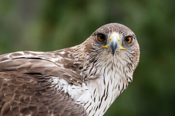 Steinadler