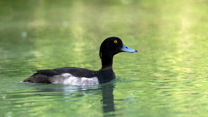 ente, bird, wasser, natur, see, stockente, wild lebende tiere, teich, tier