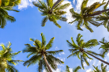 Obraz na płótnie Canvas Cimes de cocotiers sur fond de ciel