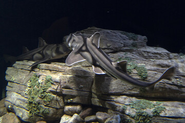 Port jackson shark underwater