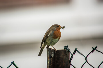 robin on a branch