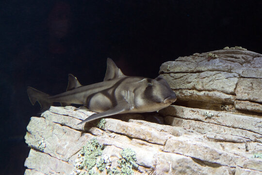 Port Jackson Shark Underwater