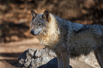 Fototapeta premium Wolf standing in shade with head highlighted by the sun near a rock