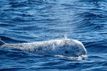 Risso Dolphin Grampus in Atlantic ocean