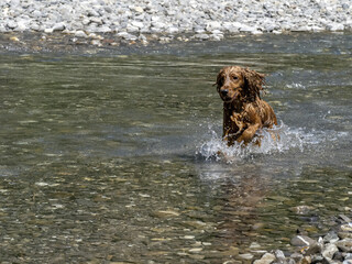 cocker spaniel rinning in river waters