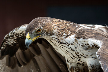 Steinadler