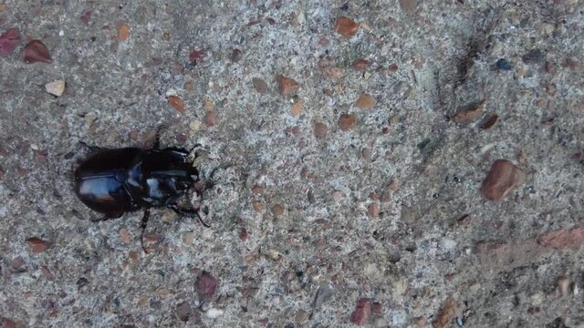 Big black bug, rhinoceros beetle (Oryctes nasicornis) running on a grey stone, sand or concrete. Horn bug, in walking. Oryctes rhinoceros. Top view