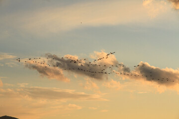 flamingos flying in V form 