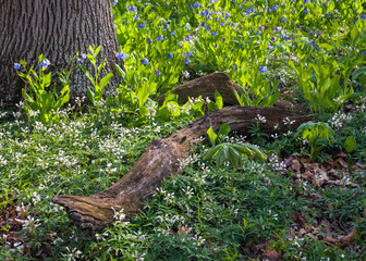 An isolated view of native wildflowers surrounding a fallen log in a spring woodland.