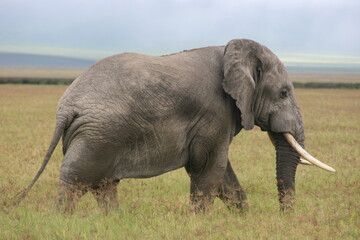 Fototapeta na wymiar Side on portrait of wild elephant (Loxodonta africana) Ngorongoro Crater Tanzania.