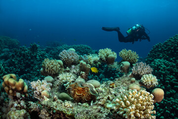 Naklejka na ściany i meble Underwater Red Sea seascape. Coral reef near Makadi Bay, EgyptUnderwater Red Sea seascape. Coral reef near Makadi Bay, Egypt