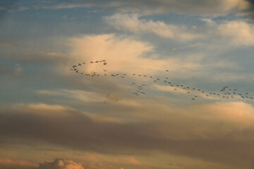 flamingos flying in V form 