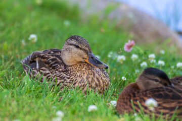 Mallard ducks (Anas platyrhynchos) relax on the shore of the lake in the grass on a hot summer day.