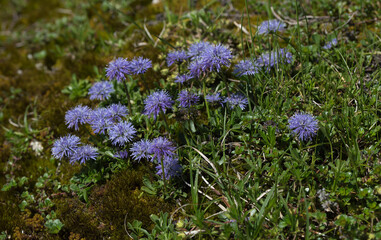 Obraz premium Blühendes ausdauerndes Sandglöckchen.