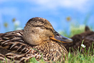 Mallard ducks (Anas platyrhynchos) relax on the shore of the lake in the grass on a hot summer day.